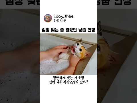 문에 끼인 아기 고양이를 구조했더니 벌어진 일문 thumbnail