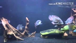 New 75 gallon Central American tank. Warning, profanity is used! https://youtu.be/l8HobngPLNg check out this video from jef b. Fuck you Facebook haters!