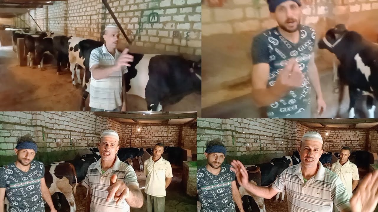 اسعار العجول الذكوره اللحم البقري من مزرعه المعلم خموسه مخيمر ادكو بحيره