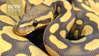 Collectors spend thousands on designer snakes