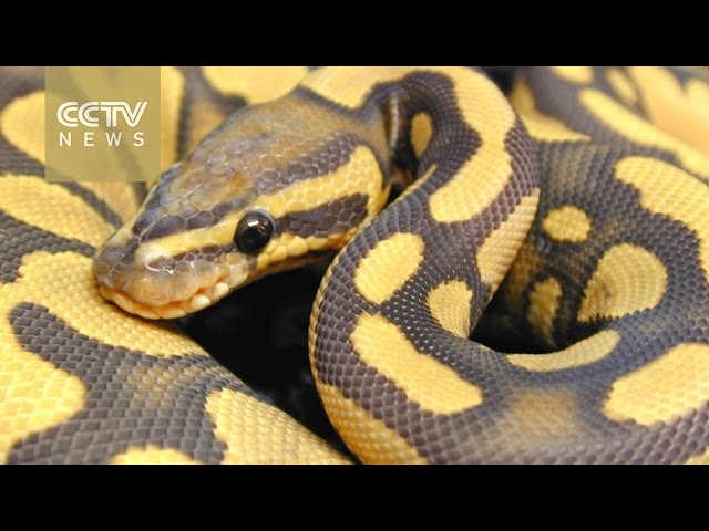 Collectors spend thousands on designer snakes - YouTube