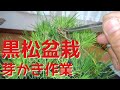 黒松盆栽　芽かき作業(盆栽・初心者の方向け)