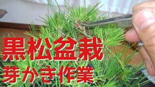 黒松盆栽　芽かき作業(盆栽・初心者の方向け)