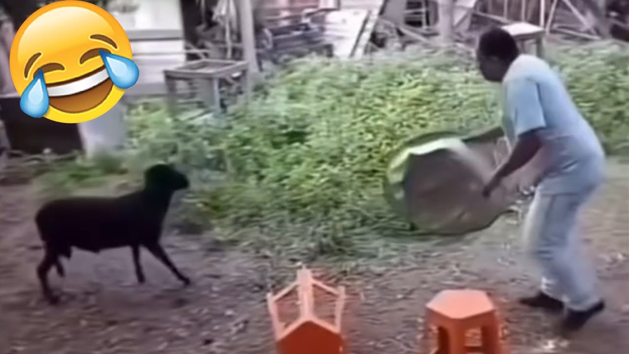 Best Funny Videos Of 2025 😂 TRY NOT TO LAUGH Funny Videos #13 😂