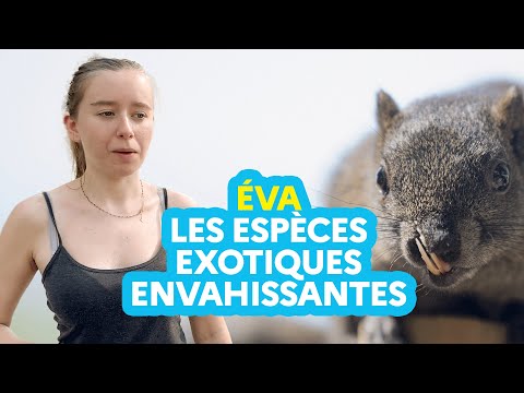 Vidéo: Qu'est-ce que les endémiques et 