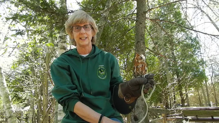 The Eastern Screech Owl