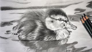 How To: Draw FLUFFY FEATHERS With Graphite Pencil - Tutorial