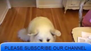 Dog Fetch Fails from funny videos screenshot 5