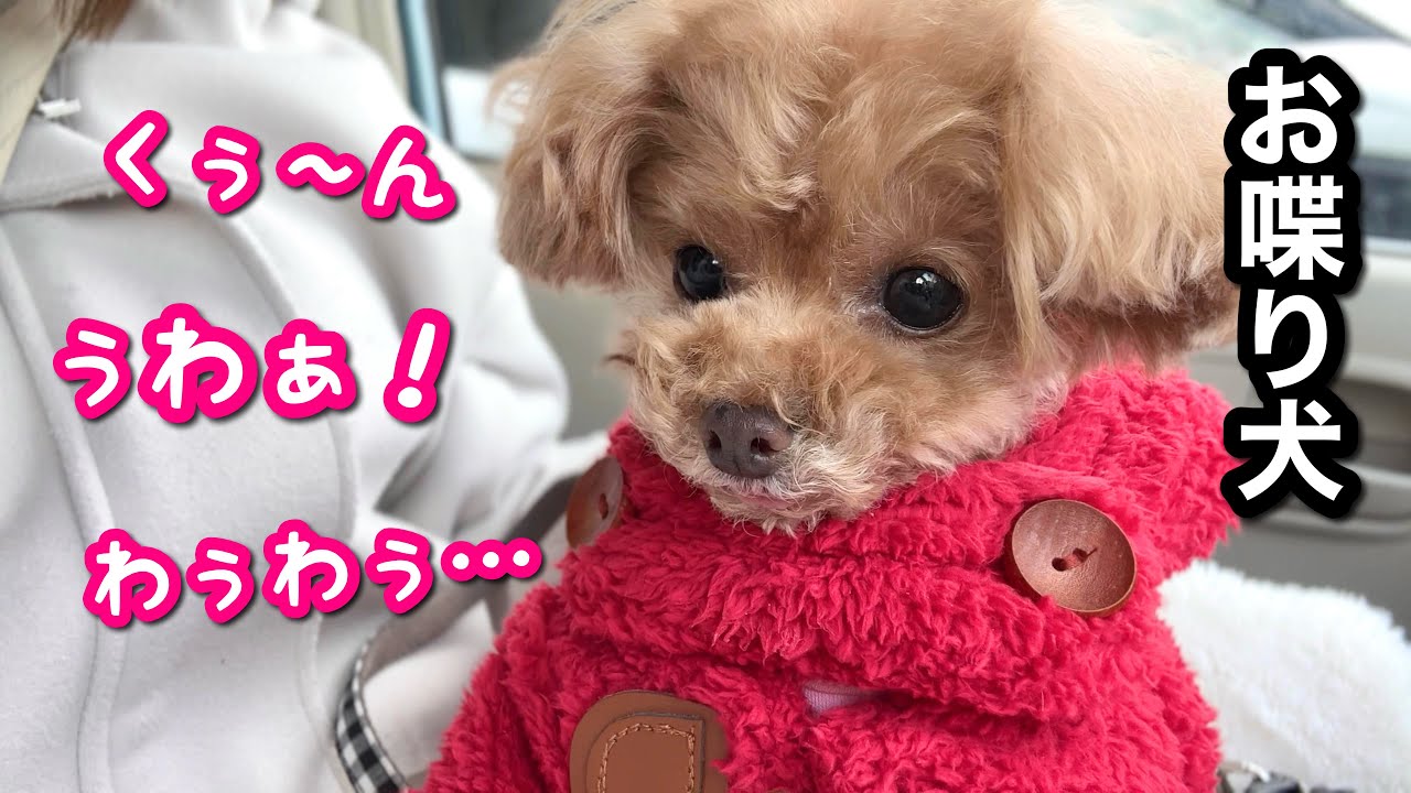 お喋り犬との初詣(?)が愉快で楽しすぎた！【トイプードルのコロン】