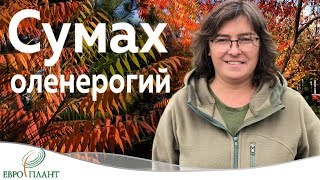 Сумах оленерогий или уксусное дерево