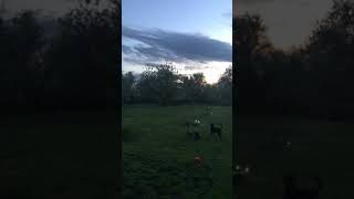 Coyote yip howl 2