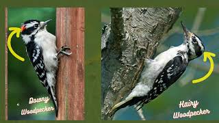 Downy and Hairy Woodpeckers
