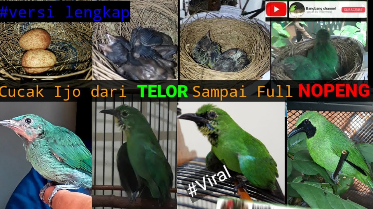 Cucak Ijo Dari Telor Sampai Full Nopeng