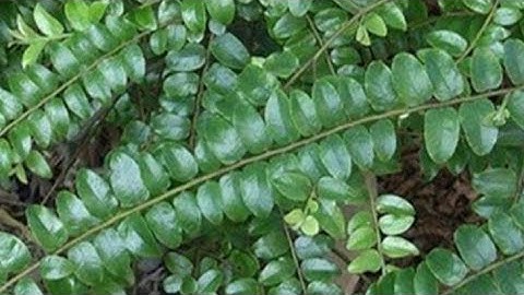 Vị Thuốc Chữa Vô Sinh, Cây Thiên Lý Hương