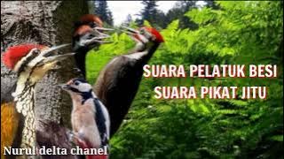 Suara pikat burung pelatuk Besi ampuh