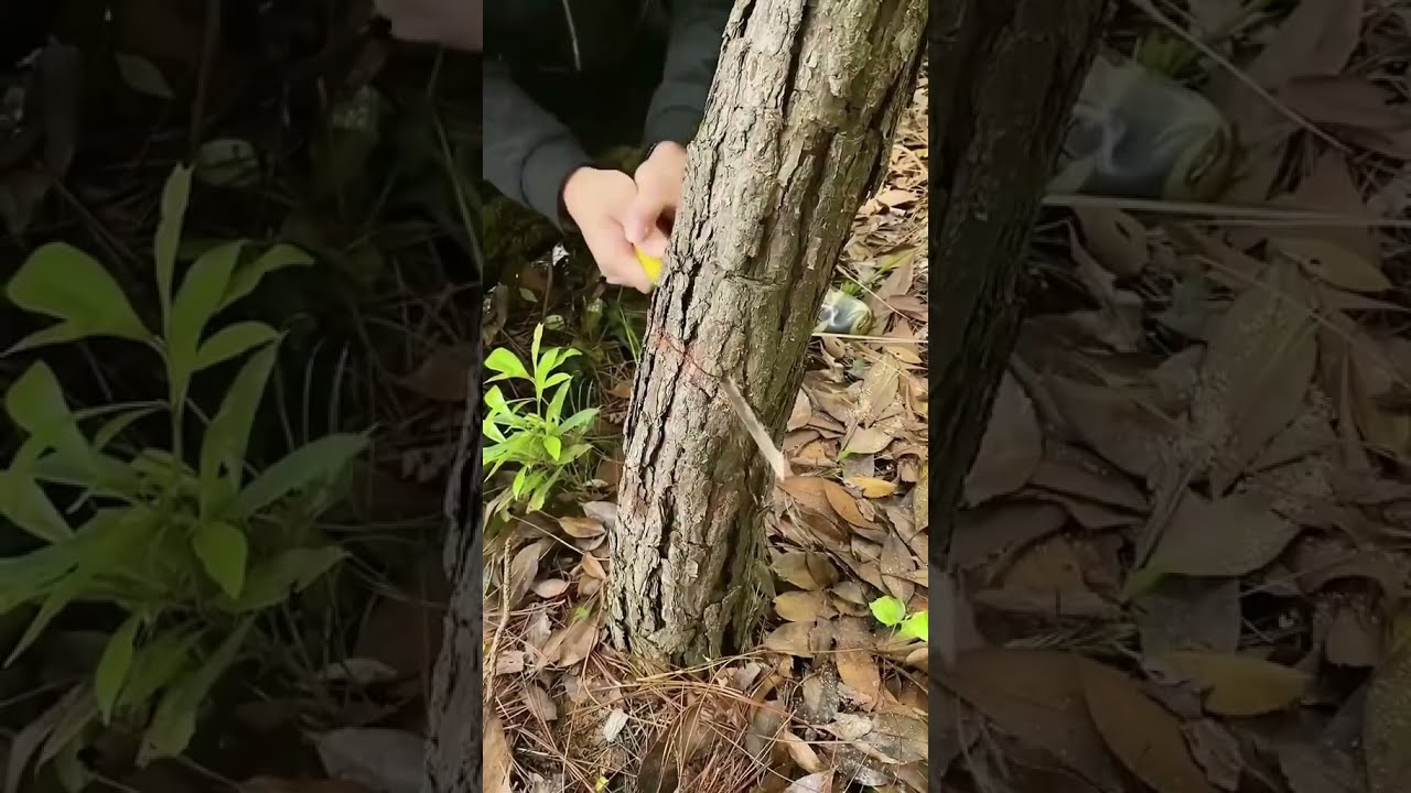 Small Hand Saw That Cuts Wood Quickly