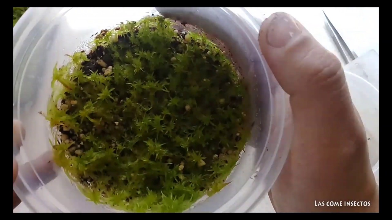 71 Reproducir musgo sphagnum vivo - Plantas Carnívoras 