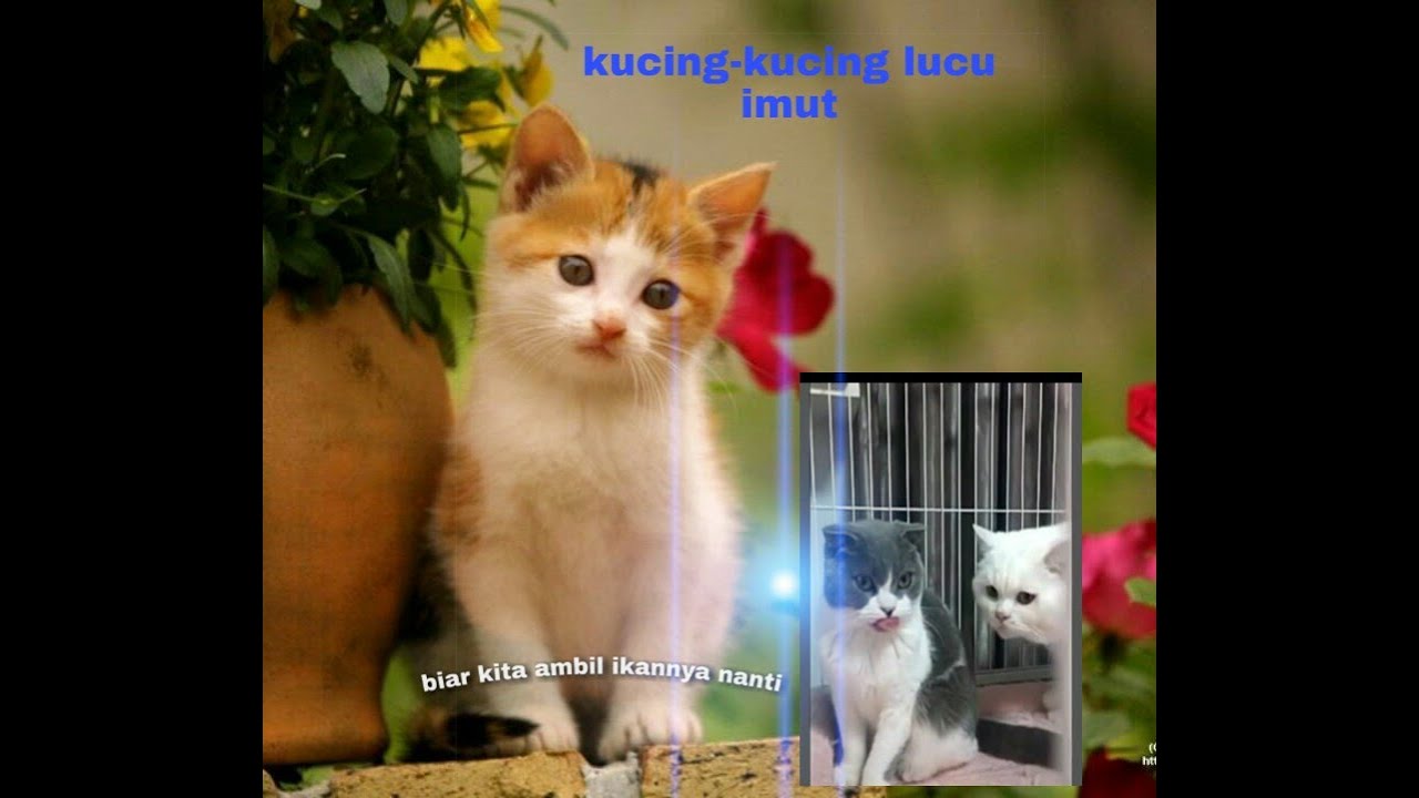 Lucu banget kucing-kucing ini. 