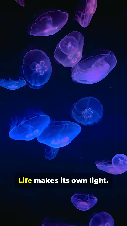 Download lagu 9 Deep Sea Secrets You Won’t Believe