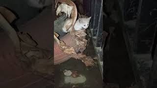 #cats #streetfeeding #kucingjalanan #shorts