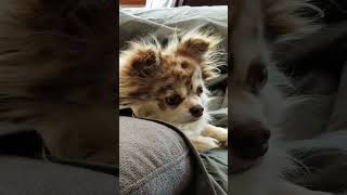 Iggy Long-Haired Chihuahua -- July 2019.