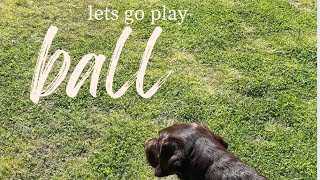 Lab is Barking Happy to Play Ball #funnylabradorpuppy #dog #labradorpuppy #labradorretriever by Rivers the Chocolate Lab 61 views 1 month ago 1 minute, 10 seconds