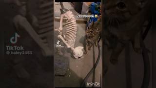 This is what happens to bad kitties 💀🥹 #funnyshorts #halloween #foryou