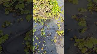 ধনকষত বশল বড সপ シ2025