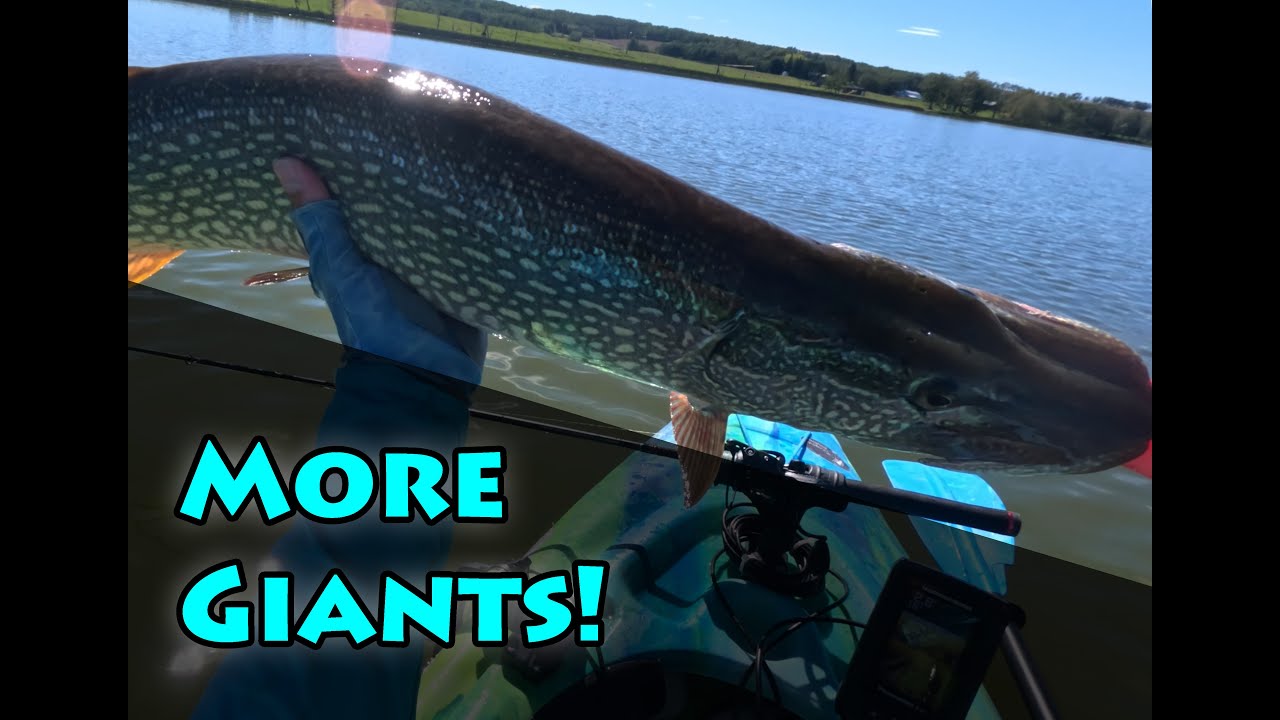 Big fish turning my kayak!