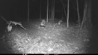 Michigan Trail Cam - Skunk vs Fox