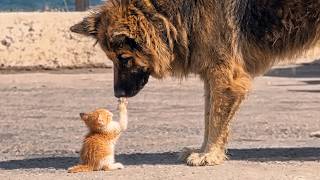 When Big Dogs Can’t Hide Their Love for Tiny Kittens! ❤️