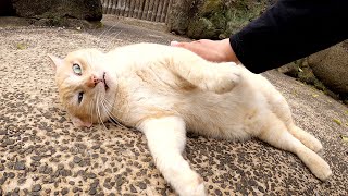ぽっちゃり体型の猫達が庭園を独占してノビノビとお昼寝する