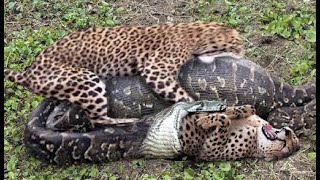 EXTREMELY RARE! LEOPARD MOTHER PROTECTS LEOPARD CUB FROM HUGE PYTHON