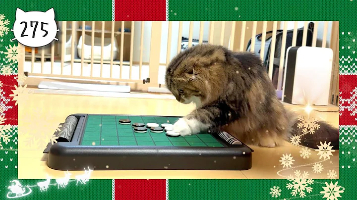 Watch the video about Scottish Fold kitten playing Othello was too funny! Elle video No.275