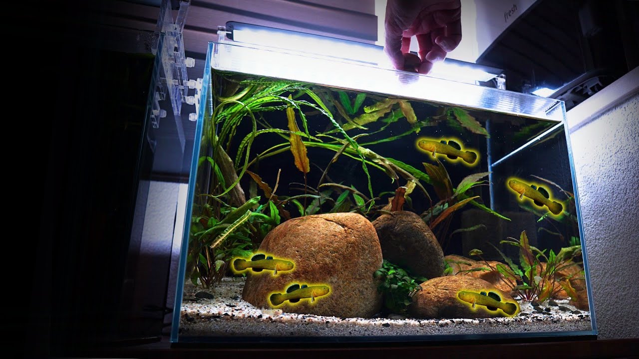 My GOBY FISH are TEENAGERS: The REBELLION BEGINS! | EP5 DESERT GOBY AQUARIUM