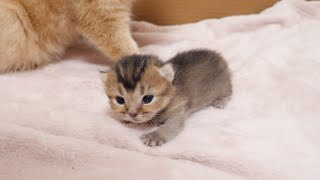Baby Kitten Turns Into A Mother Cats Pillow