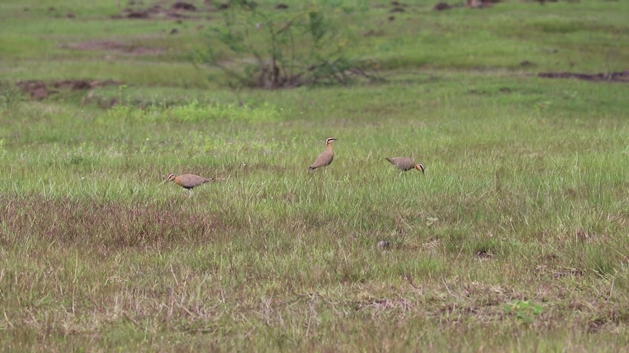 Indian Courser ( cursorius coromandelicus )