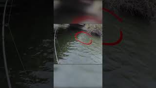 He fished under a dark bridge... and hooked a MONSTER! 🤯🎣 #shorts #fishing