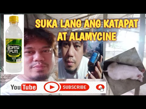 Video: Inatsara Ang Baboy Na Inatsara Na Baboy