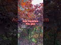 Outstanding red leaf maple #gardening #maples #garden #japanesemaple #tree #plant #redmaple #plants