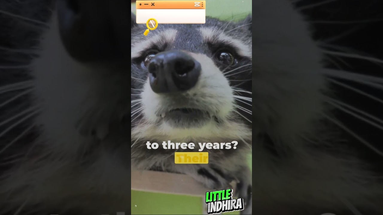 Raccoon Rendezvous: Cuteness Overload  