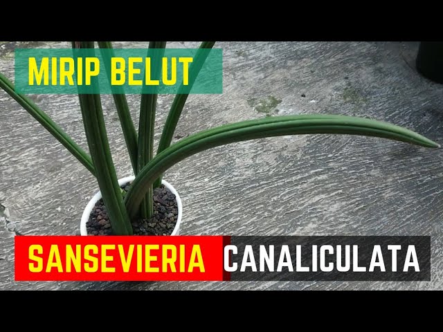 Sansevieria Belut || Sansevieria Canaliculata