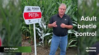 Best Practices for Managing Corn Rootworm | Truth In Triples