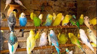Australian birds sound | budgies sound for lonely birds