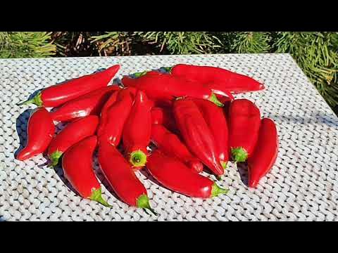 Бесподобный сладкий перец ЯГОДНЫЙ БАККАТУМ КАП 455!!! - YouTube