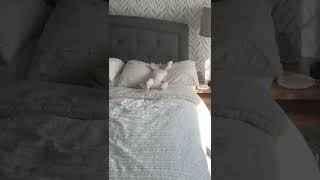 Dog Laying On Its Back during Nap Time
