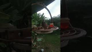 Download Lagu terkukur gagap kampung MP3