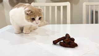 かりんとうを食べてたらうんちと勘違いした子猫の反応がかわいすぎたwww