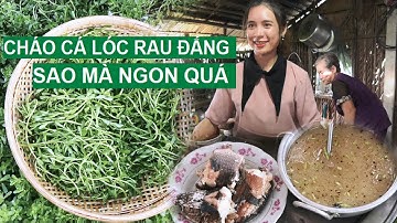 về Phong Điền câu cá mình nấu cháo cá lóc rau đắng quê anh Quang vui quá - Nhật ký Bao tử nhỏ