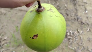 Buah Apa Ni? Seperti Limau Gajah Tapi Keras Seperti Kelapa , Isi Seperti Labu